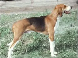 Quelle est la race de ce chien ? Ouaf ?