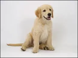 Quelle est la race de ce chien ? Ouaf ?