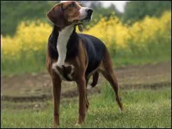 Quelle est la race de ce chien ? Ouaf ?