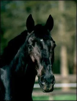 En quelle anne est-il mort ?