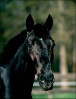 Quiz Chevaux