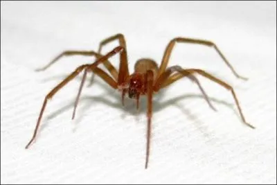 Une morsure de loxoscle entrane des ncroses. Les loxoscles sont des ...