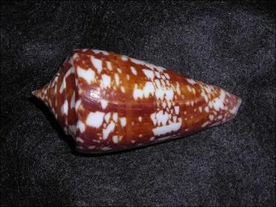 Quel gastropode peut tre venimeux ?