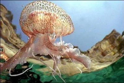 Comment soigner en urgence une piqre de mduse ?