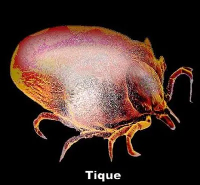 Quelle maladie, frquente en France est transmise par les tiques ?
