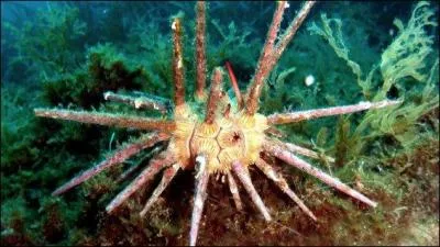 Sur les littoraux franais, les pines d'oursin sont-elles vnneuses ?