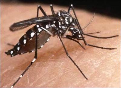 Quelle maladie peut transmettre le moustique tigre ?