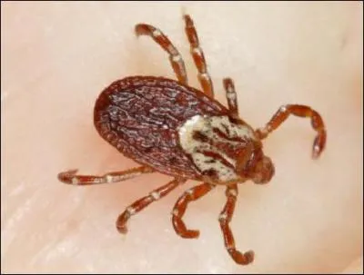 Comment s'appellent ces acariens microscopiques vivant dans l'herbe et responsables de morsures prurigineuses chez l'homme ?