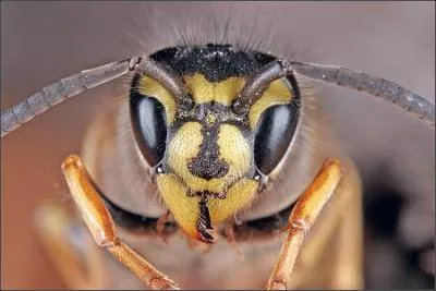 Que faut-il injecter en urgence en cas de choc anaphylactique d  une piqre de gupe ?