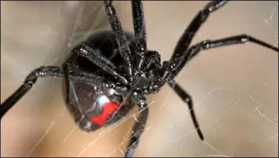 Quel est le nom de l'araigne de France dont la morsure peut provoquer des symptmes graves neuromusculaires et neurovgtatifs ?