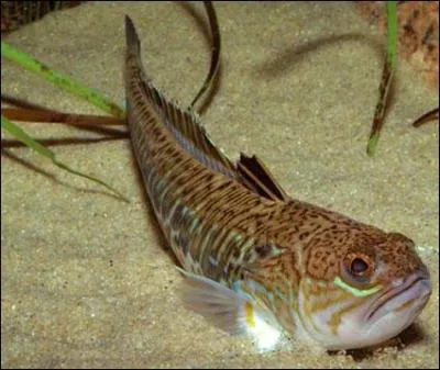 Quel poisson enfoui dans le sable aux abords des plages est  l'origine de piqres relativement frquentes sur les ctes atlantiques et mditerranennes ?