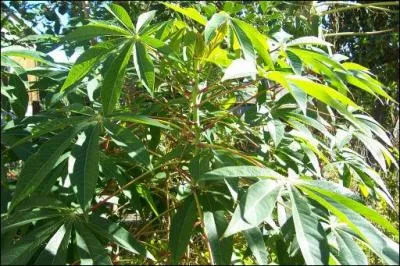 Pil et cuit au lait de coco, on en fait le fameux mataba...