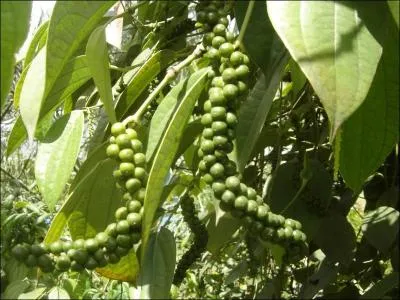 Que sont ces grappes ?