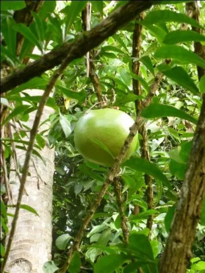 Ce fruit n'est pas comestible, en revanche on peut en faire de belles lampes...