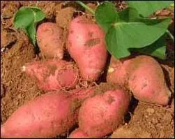 Quel est ce tubercule ?