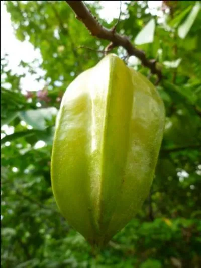 Son jus peut tre mortel pour les insuffisants rnaux...