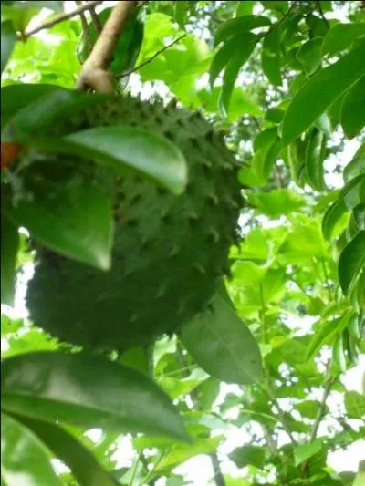 On en fait un jus dlicieux...