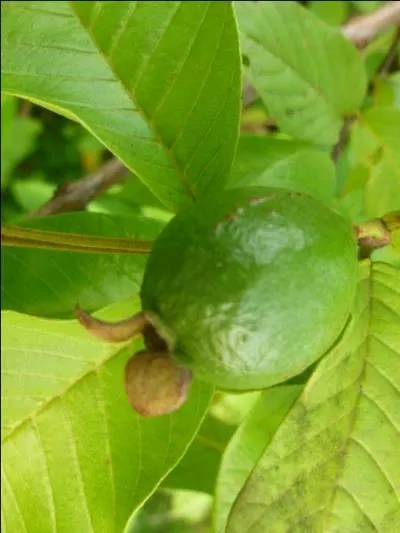 Comporte une multitude de petits ppins dans sa chair...