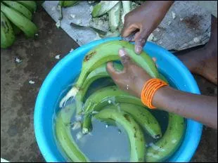 Comment se nomme la faon de consommer les bananes vertes et cuites ?