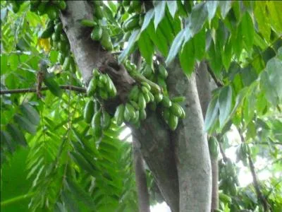 Quel est le fruit de cet arbre surnomm  arbre  cornichons  ?