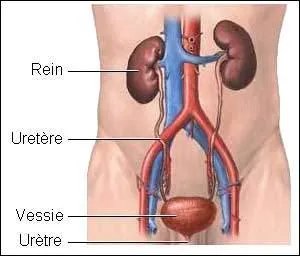En excs, quels sels minraux peuvent engendrer des calculs rnaux ?