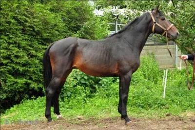 On dit que ce cheval est ...