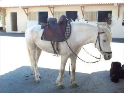 De quelle robe sont les jeunes camarguais ?