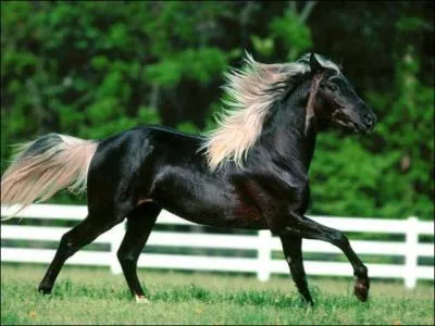 Comment un cheval peut-il avoir une robe comme celle-ci (alezan crins lavs) ?