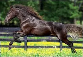 A quelle vitesse va le galop ?