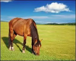 Combien de temps le cheval brout il ?