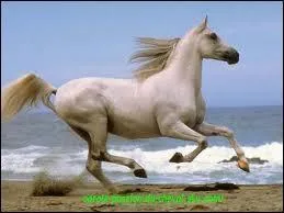 Le galop est une allure a :