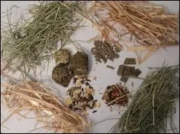 Quelles sont les deux grandes familles d'aliment pour les quids ?