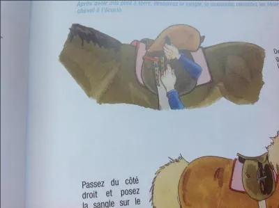 Je sangle mon poney, de quel ct dois-je tre ?