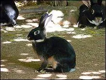 Quel est ce lapin, rare, au pelage noir et aux extrmits blanches qui n'a jamais appartenu  la famille Seguin :