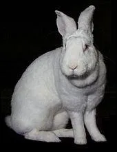 Quel est ce gros lapin originaire de la banlieue bordelaise ?