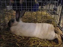 Quel est ce lapin dont le nom rappelle celui d'un gteau ?