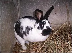 Quel est ce lapin de grande taille caractris par une robe blanche avec les oreilles et le tour des yeux colors, ainsi qu'une raie dorsale, et qui porte le mme nom qu'une orchide ?