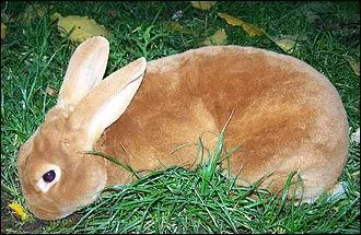 Quel est ce lapin pouvant revtir diffrentes couleurs,  fourrure duveteuse ayant l'aspect du velours et qui porte le nom d'un chien policier ?