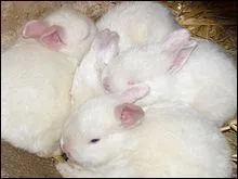 Ces lapins sont des lapins  fourrures ivoires aux yeux bleus mais ils peuvent avoir bien d'autres couleurs, leurs yeux sont roses ou bleus et leur pelage est toujours brillant et soyeux, d'o le choix de leur nom :