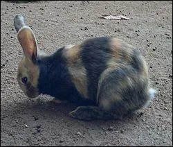 Quel est ce lapin de race tricolore semblable  celle des chats et dont les yeux ne sont pourtant pas brids ?
