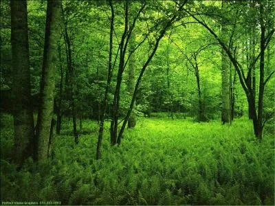 Sans dcider de vivre en troglodyte dans une caverne au fond des bois, la fort est un lieu si agrable par temps de grosse chaleur... Le dpartement mtropolitain de France le plus forestier (rapport superficie fort par rapport  la superfice totale) est... ?
