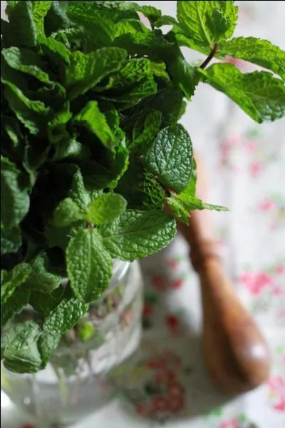 Cette plante est  privilgier en cette saison chaude : c'est la menthe, qu'on peut placer dans les boissons ou dans les plats, qu'elle va relever de sa pointe de fracheur. Il existe un grand nombre de parfums de menthe, menthe citron, menthe poivre... Quelle prcaution prend-on pour la cultiver toutefois ?