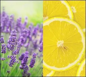 Ces deux parfums sont parmi les plus frais qu'on puisse utiliser durant un t chaud : la lavande et le citron. La lavande est provenale, et en France, on parle des citrons de la ville de Menton. Mais Menton est-elle en Provence ?