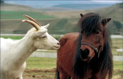 Quel est le nom du poney qui va entraner Zig-Zag ?