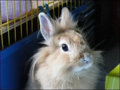 Quel lapin  plein de poils longs autour des oreilles ?