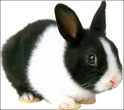 Quelle est la race de ce lapin  couleurs bien disctinctes ?