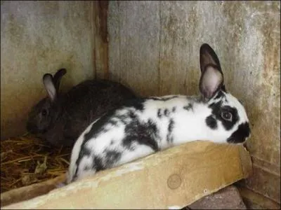 Comment appelle-t-on l'levage de lapins, en franais correct ?