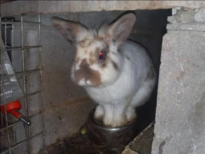 Que faut-il absolument faire quand un lapin vient d'arriver pour la premire fois dans sa nouvelle maison ?