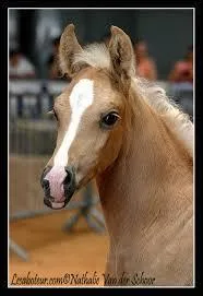 Quelle est la robe de ce poulain ?