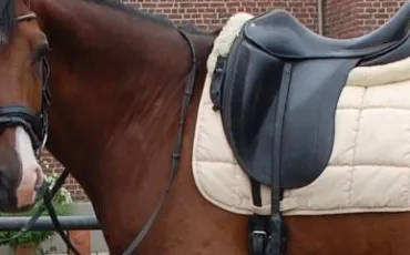 Quiz Galop 1